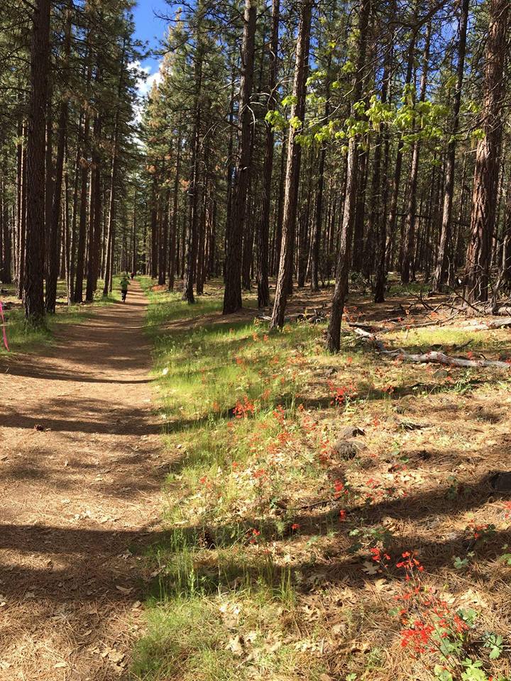 Soft, cool trail in the pines in Susanville Ranch Park. Part of Paiute Meadows Trail Run.